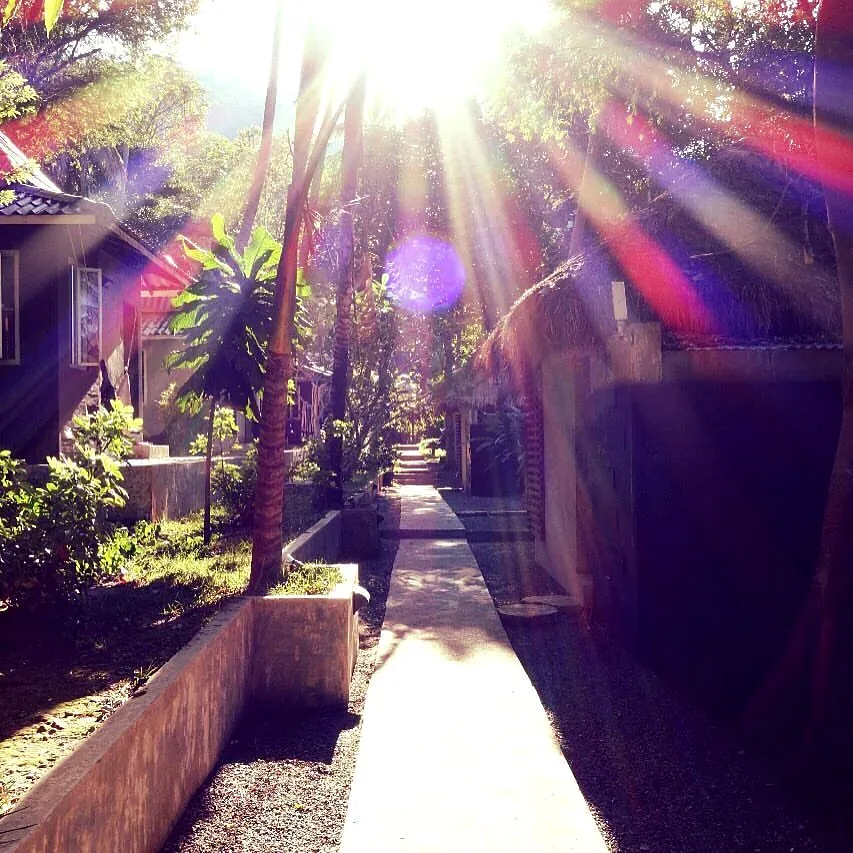 Sun rays through the trees over a jungle garden path