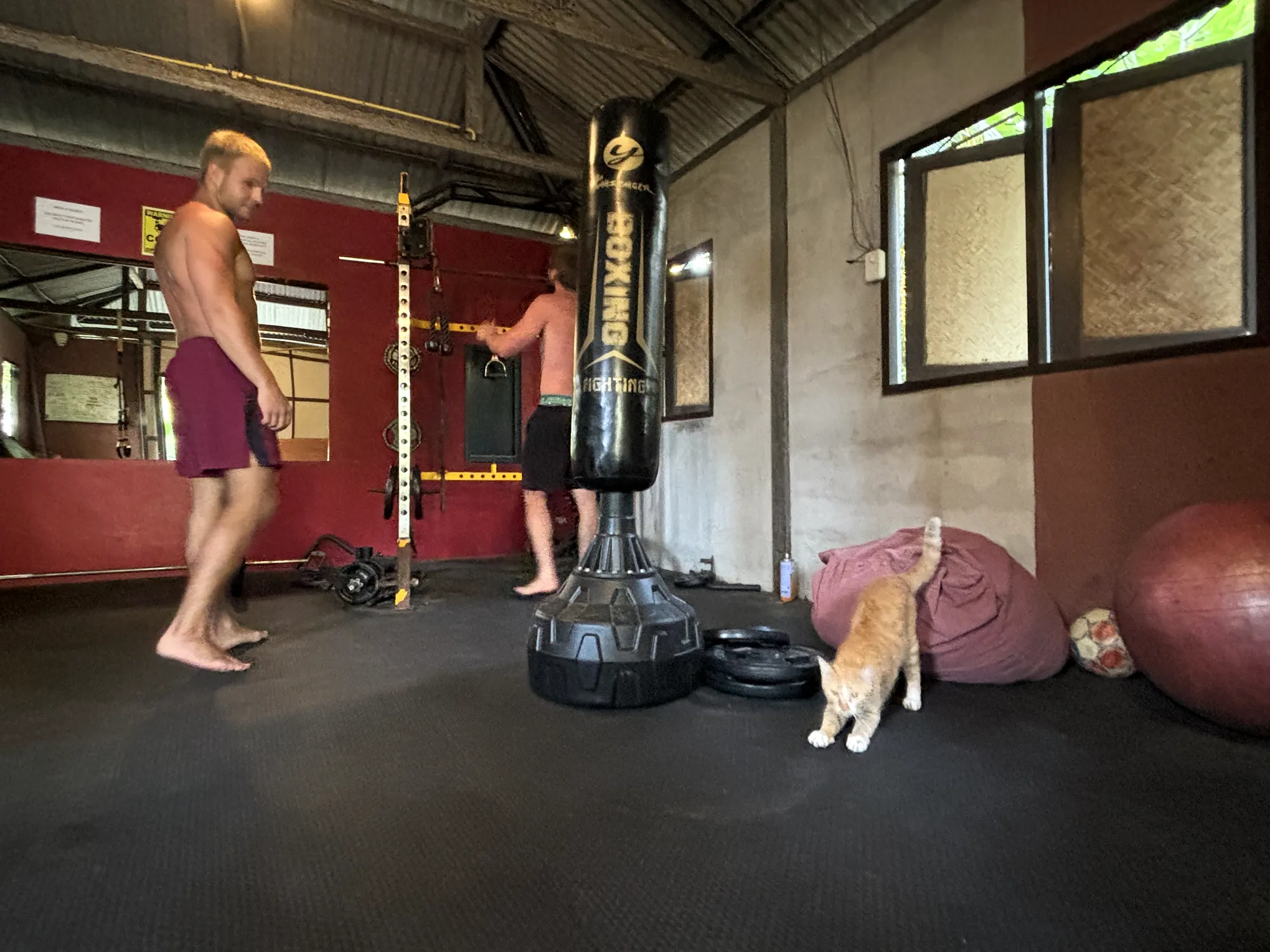 The fitness room: a boxing bag, a rack, weight plates and a ginger cat