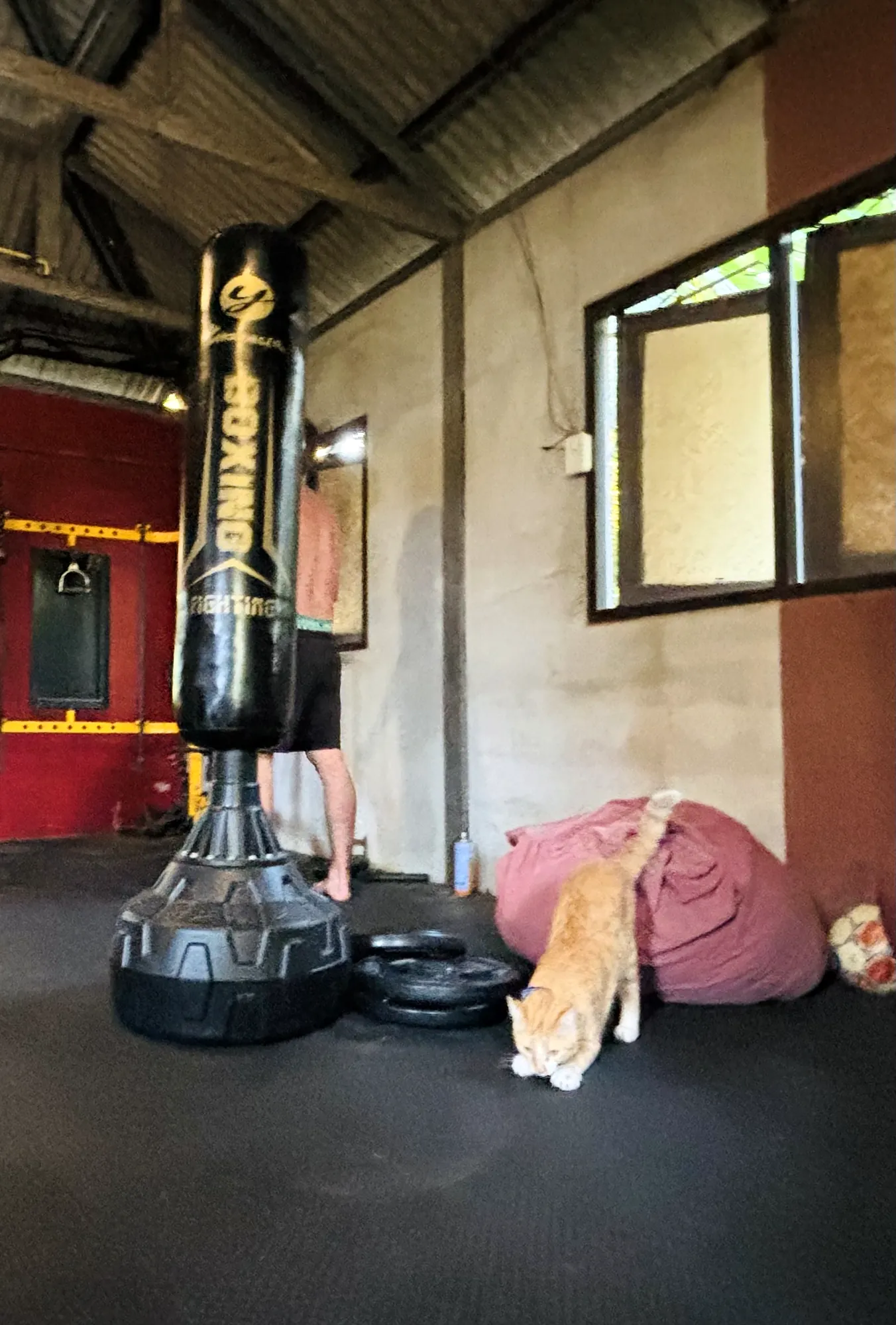 A ginger cat walks past the boxing bag and the weight plates in the fitness room